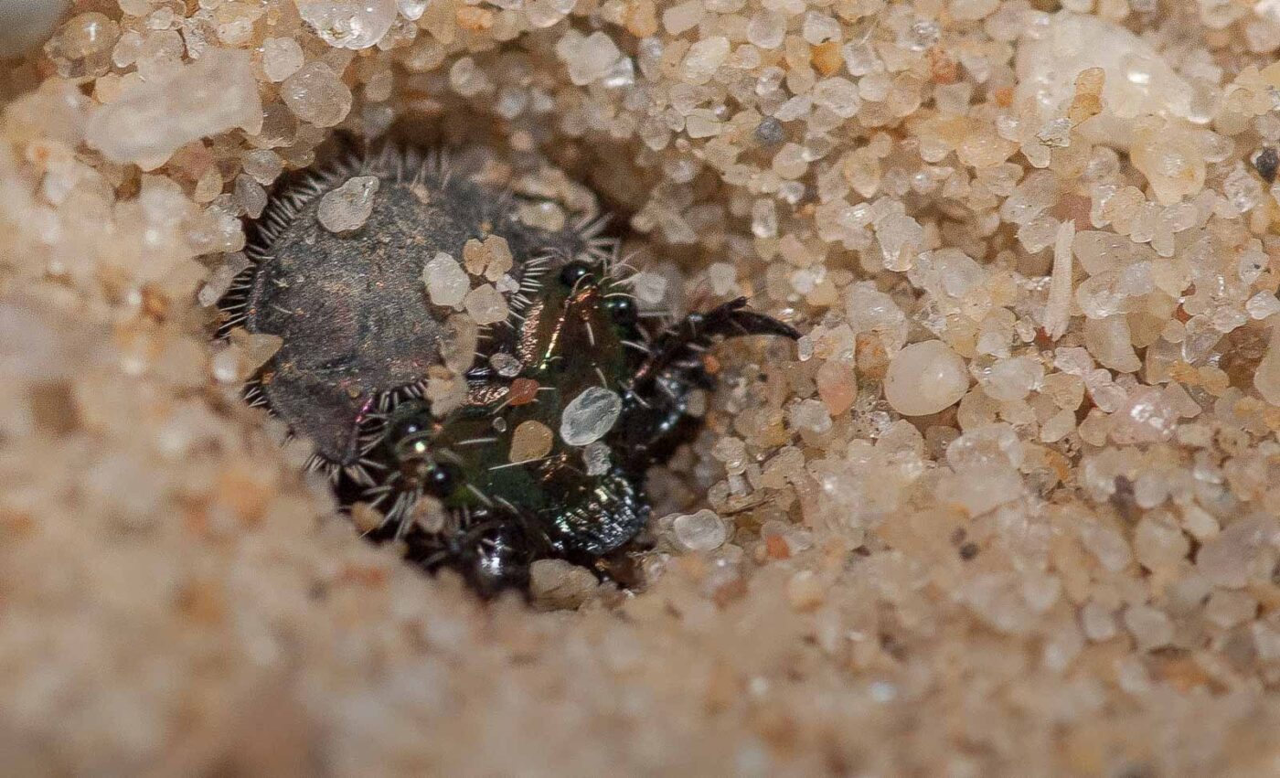 2019-02-26 - NSG Resser Wald und Emscherbruch