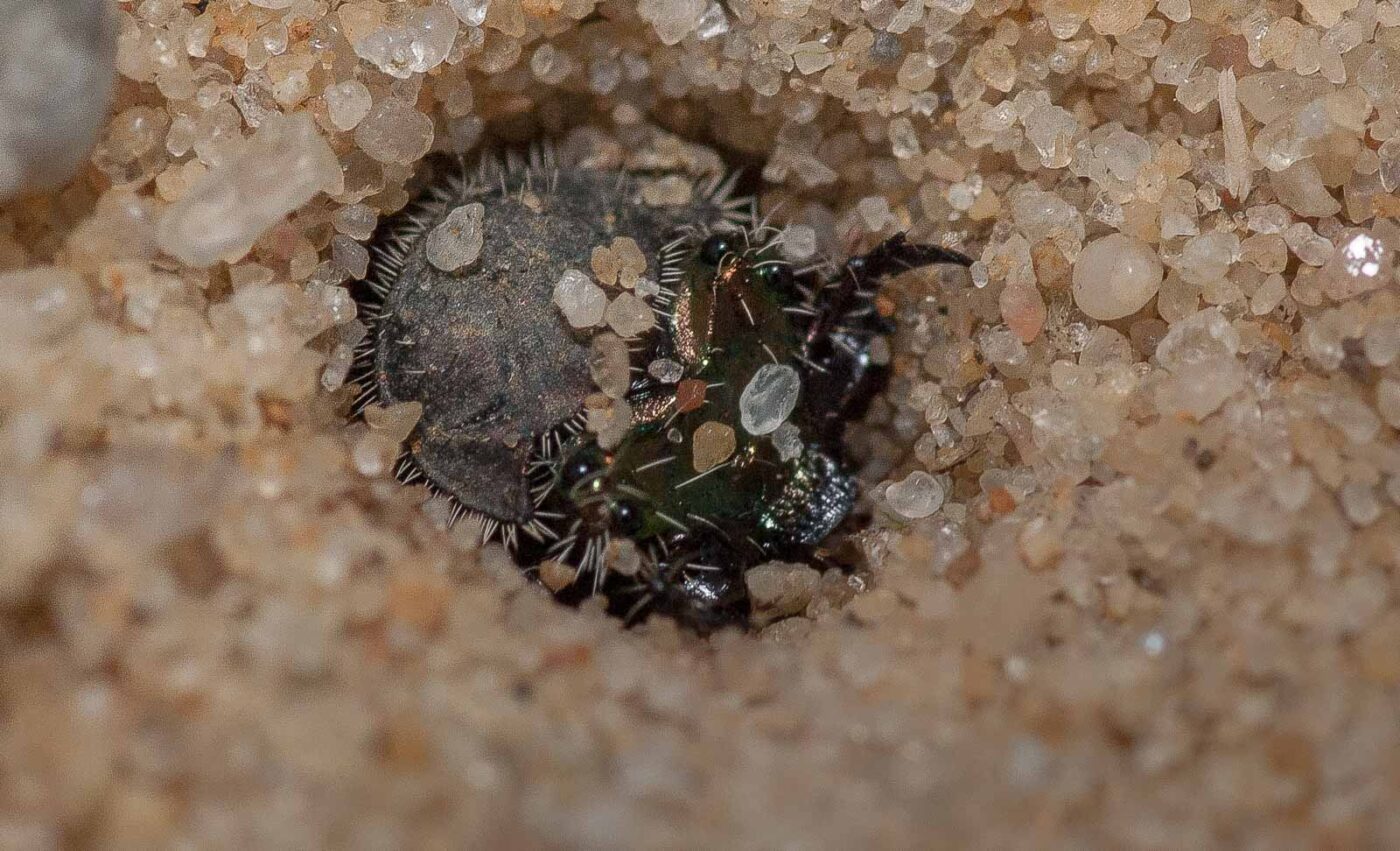 2019-02-26 - NSG Resser Wald und Emscherbruch