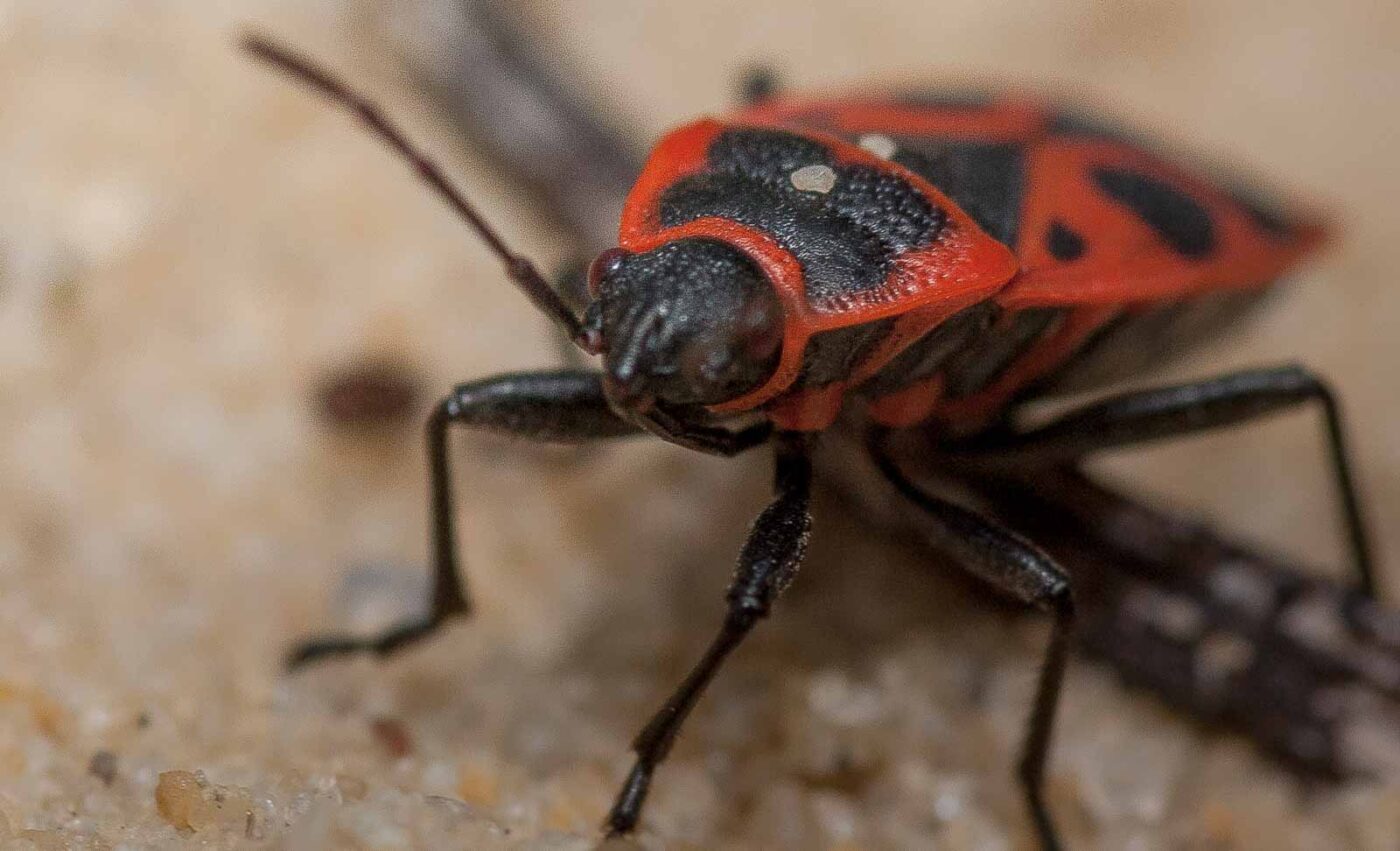 2019-02-26 - NSG Resser Wald und Emscherbruch