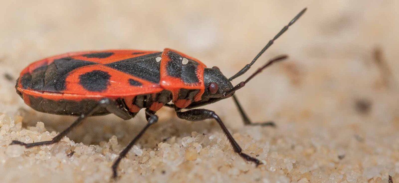 2019-02-26 - NSG Resser Wald und Emscherbruch