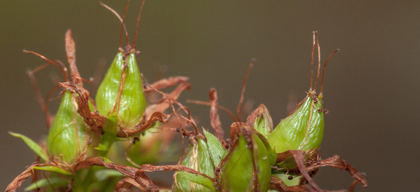 2019-02-26 - NSG Resser Wald und Emscherbruch