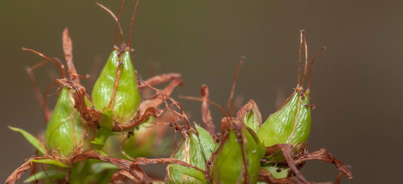 2019-02-26 - NSG Resser Wald und Emscherbruch