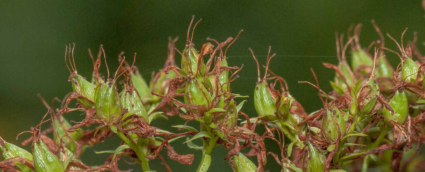 2019-02-26 - NSG Resser Wald und Emscherbruch
