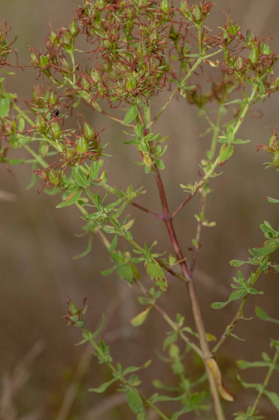 2019-02-26 - NSG Resser Wald und Emscherbruch