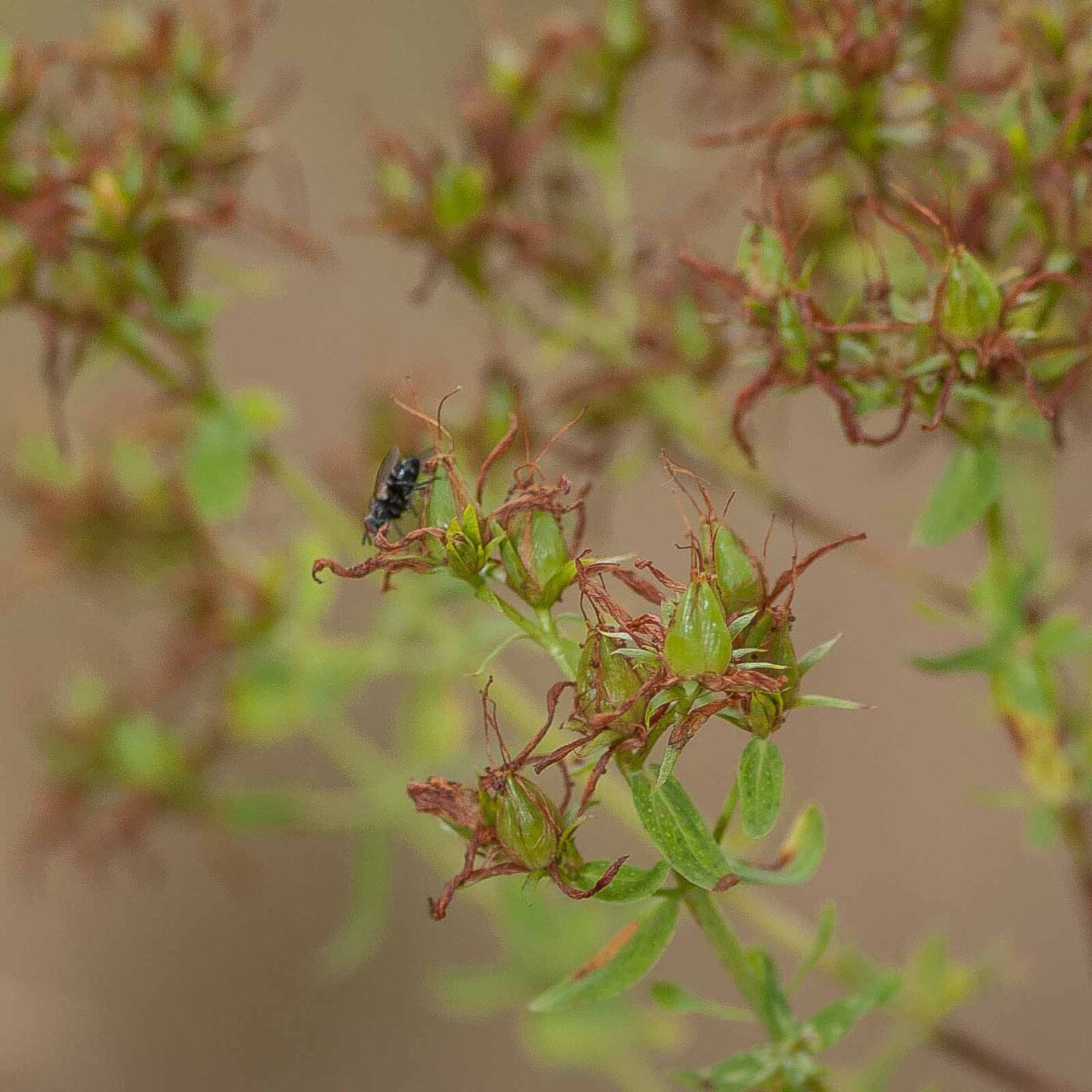 2019-02-26 - NSG Resser Wald und Emscherbruch