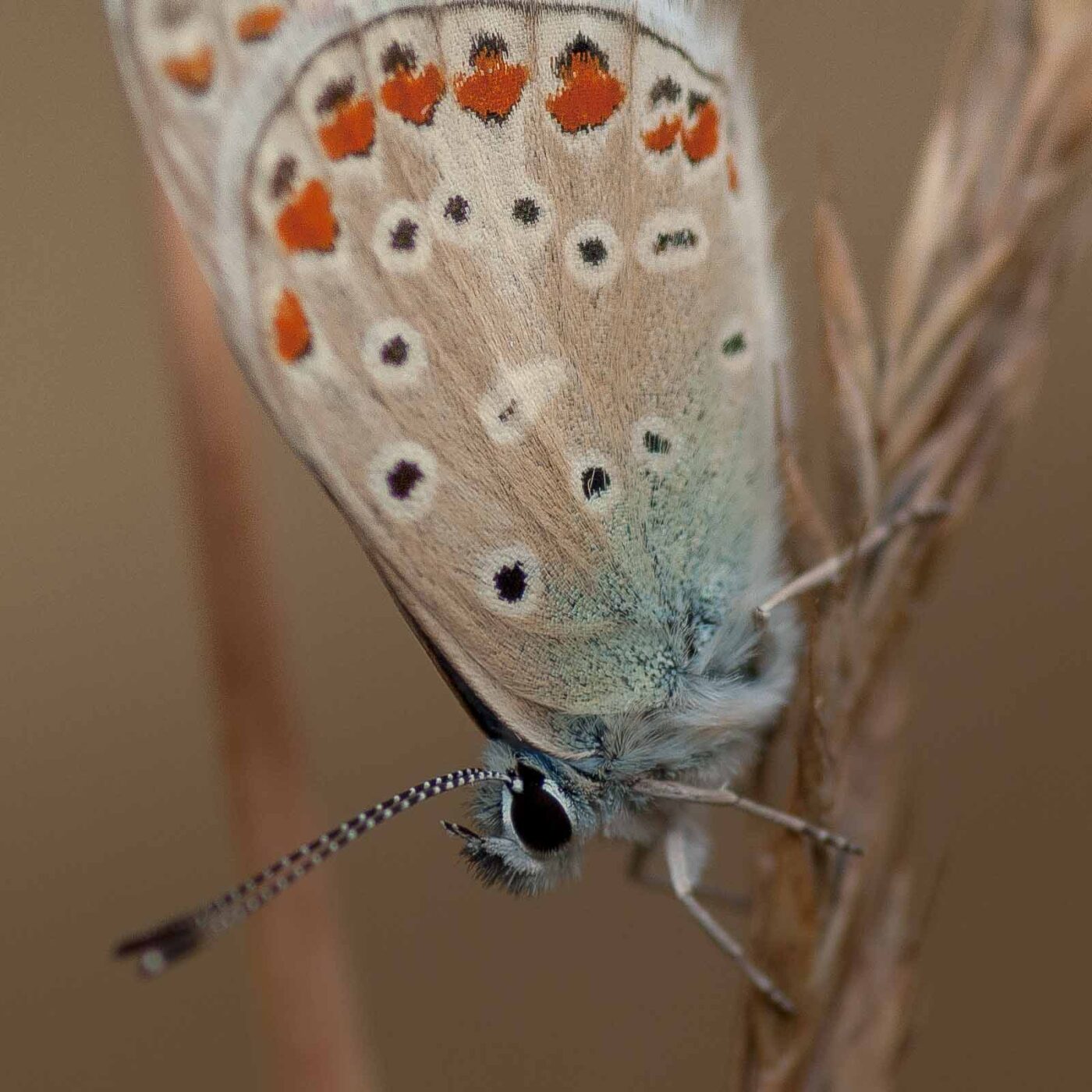 2019-02-26 - NSG Resser Wald und Emscherbruch