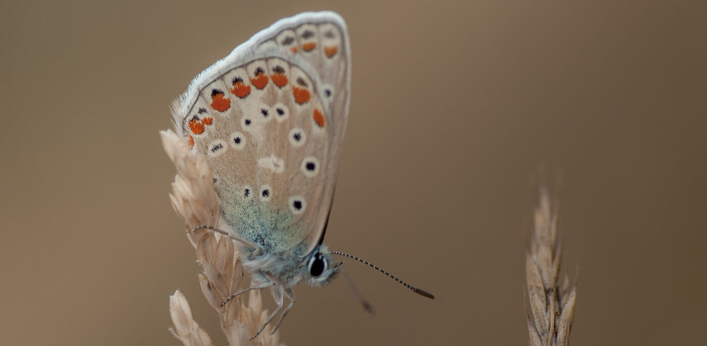 2019-02-26 - NSG Resser Wald und Emscherbruch