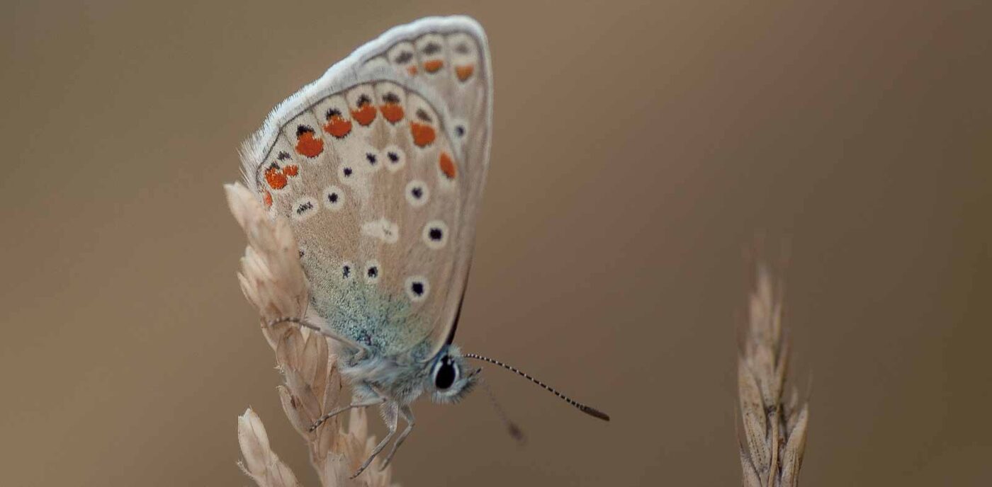 2019-02-26 - NSG Resser Wald und Emscherbruch