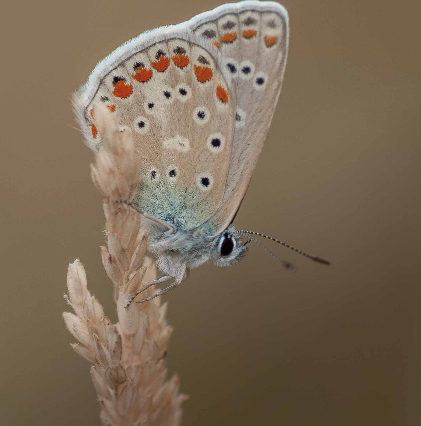 2019-02-26 - NSG Resser Wald und Emscherbruch