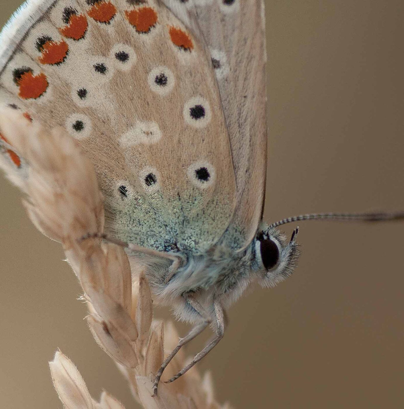 2019-02-26 - NSG Resser Wald und Emscherbruch