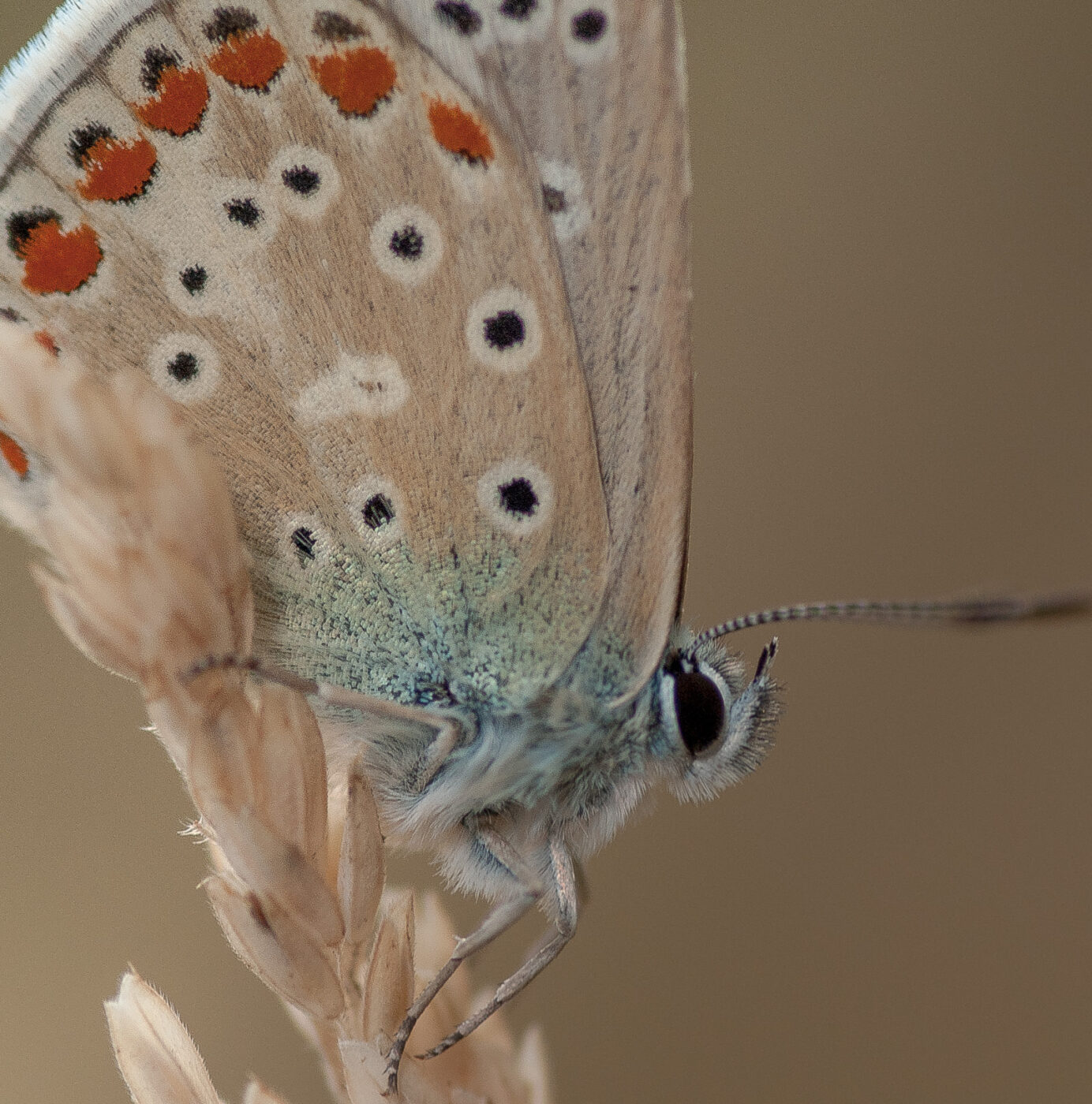 2019-02-26 - NSG Resser Wald und Emscherbruch