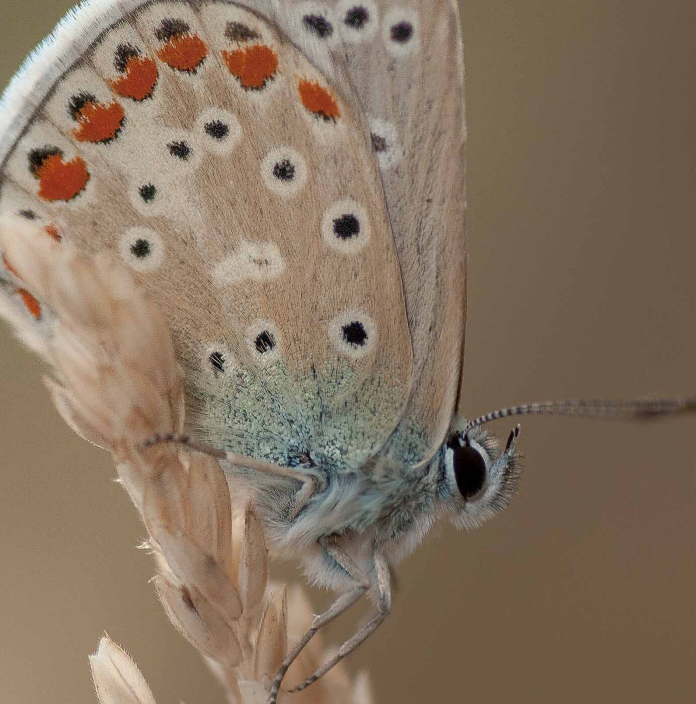 2019-02-26 - NSG Resser Wald und Emscherbruch