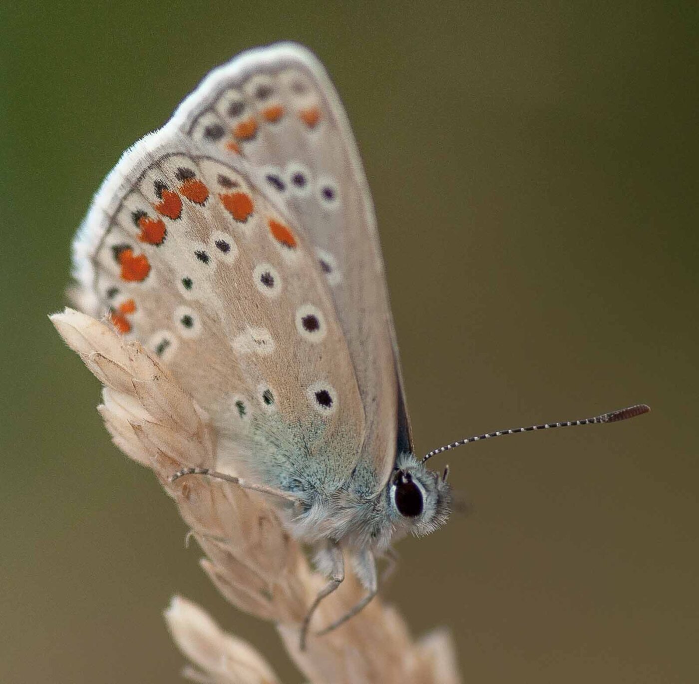 2019-02-26 - NSG Resser Wald und Emscherbruch
