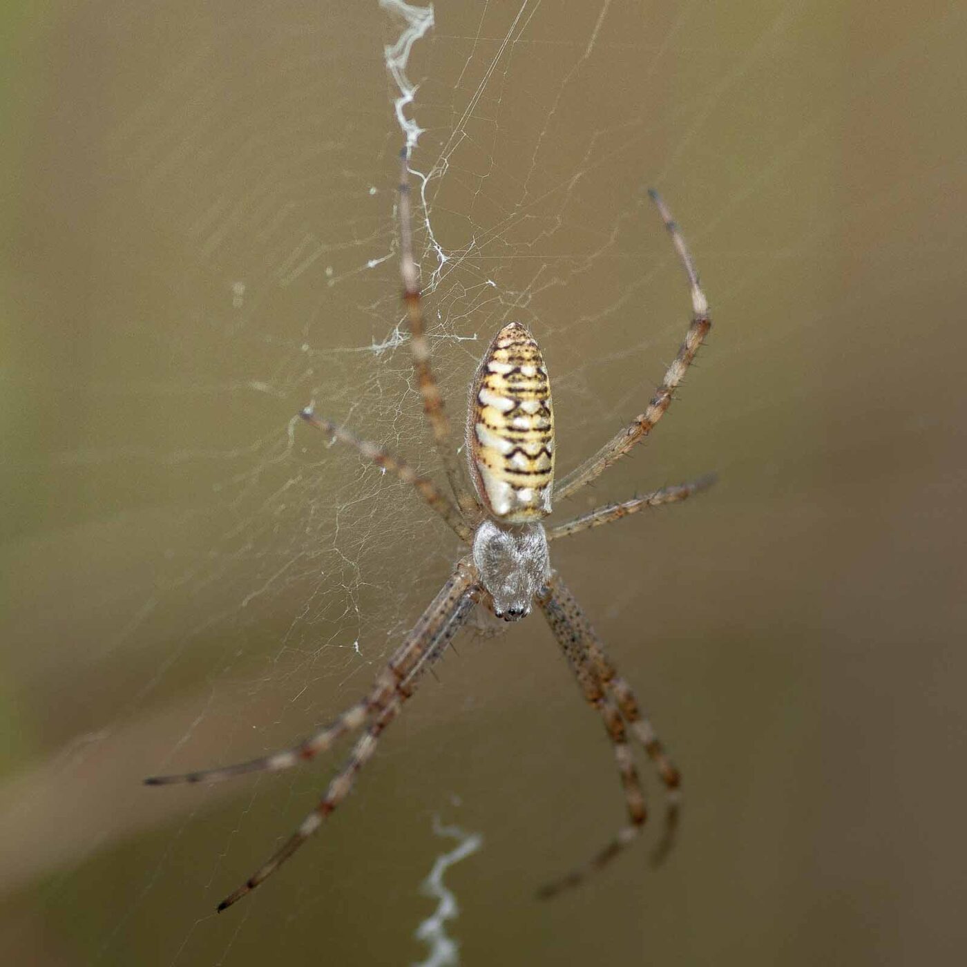 2019-02-26 - NSG Resser Wald und Emscherbruch