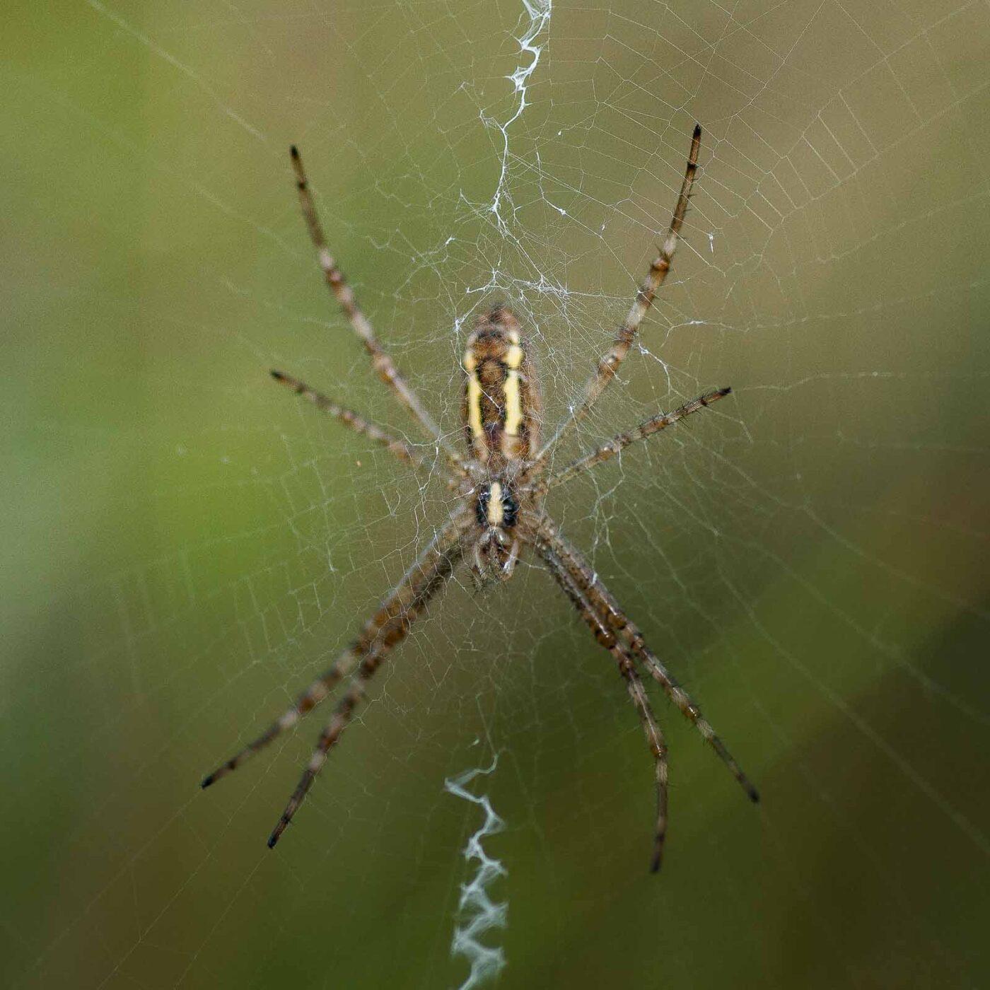 2019-02-26 - NSG Resser Wald und Emscherbruch