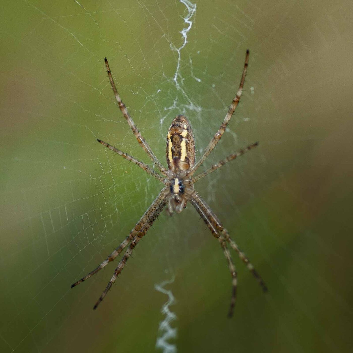 2019-02-26 - NSG Resser Wald und Emscherbruch