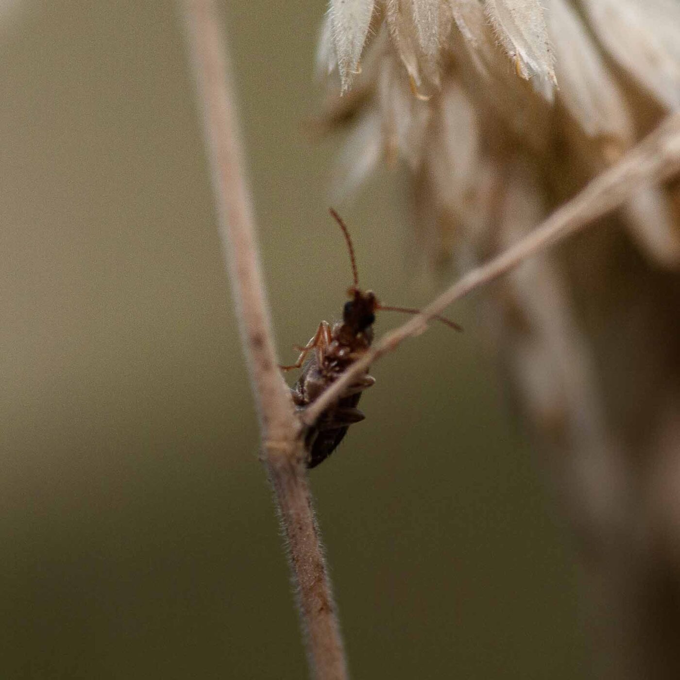 2019-02-26 - NSG Resser Wald und Emscherbruch