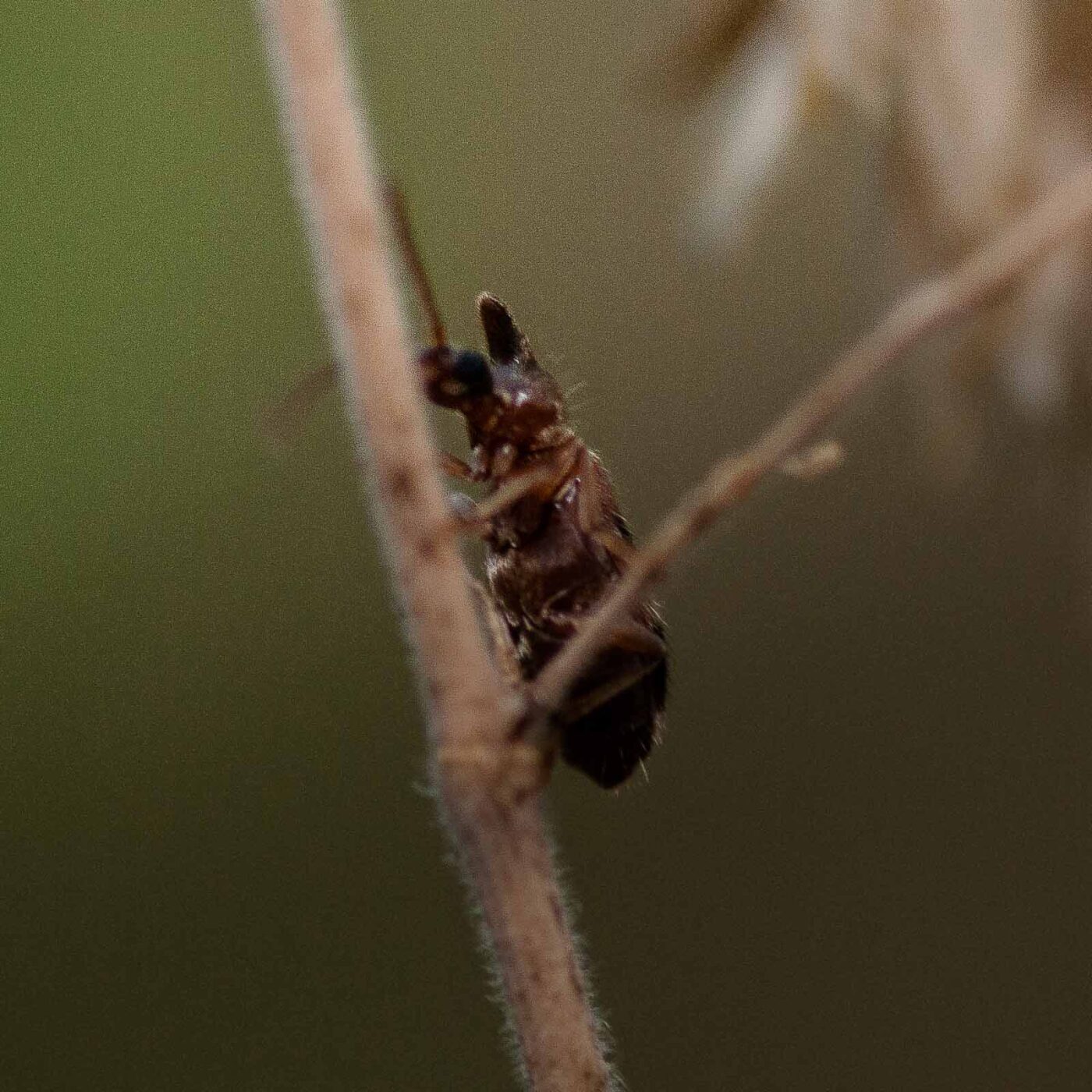 2019-02-26 - NSG Resser Wald und Emscherbruch