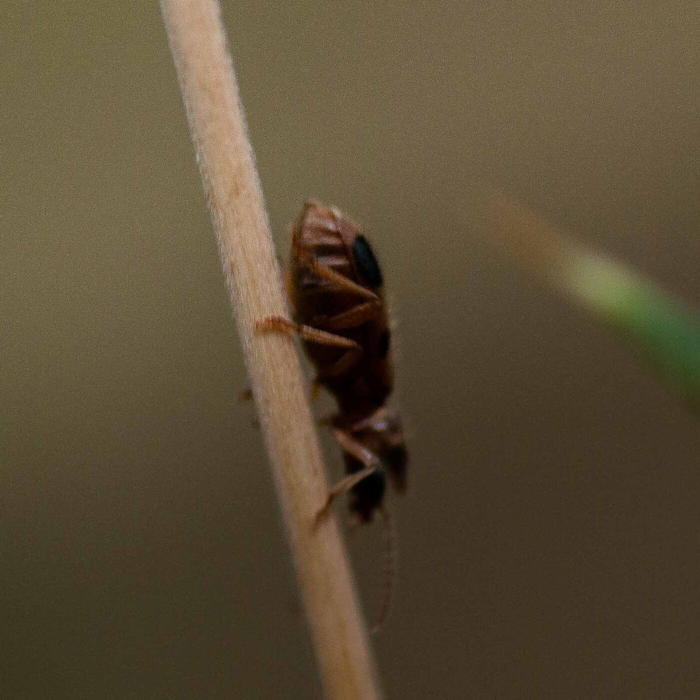 2019-02-26 - NSG Resser Wald und Emscherbruch