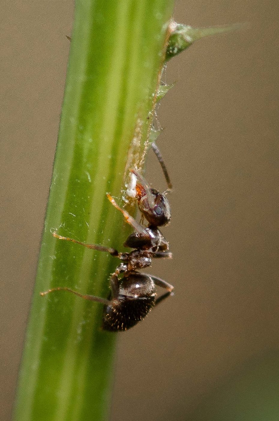 2019-02-26 - NSG Resser Wald und Emscherbruch