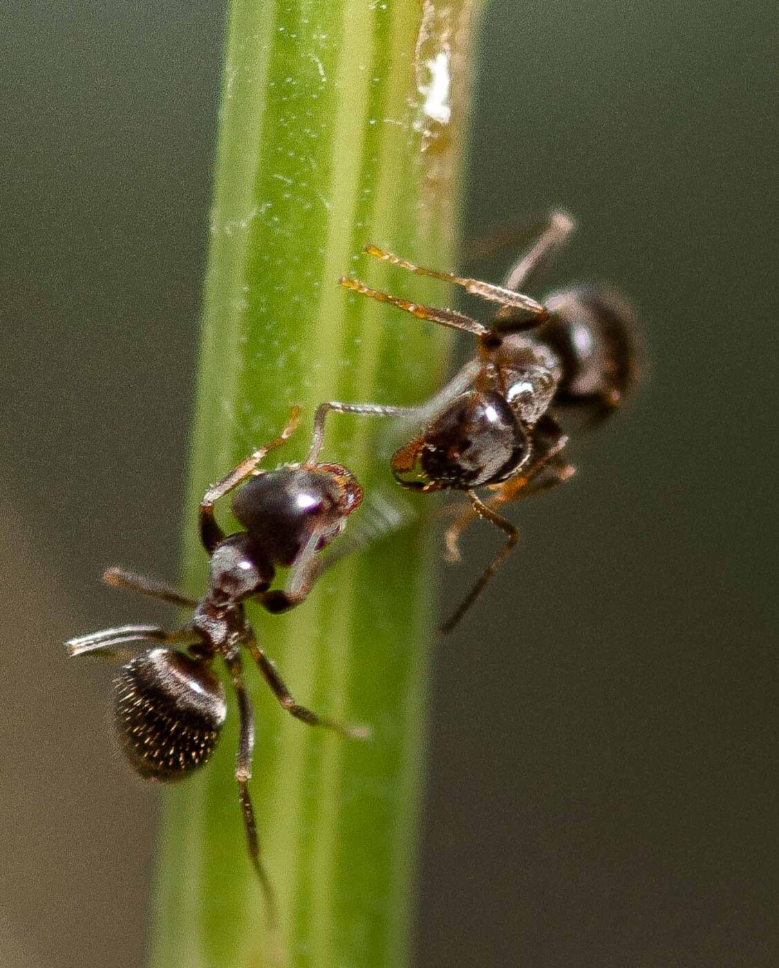 2019-02-26 - NSG Resser Wald und Emscherbruch