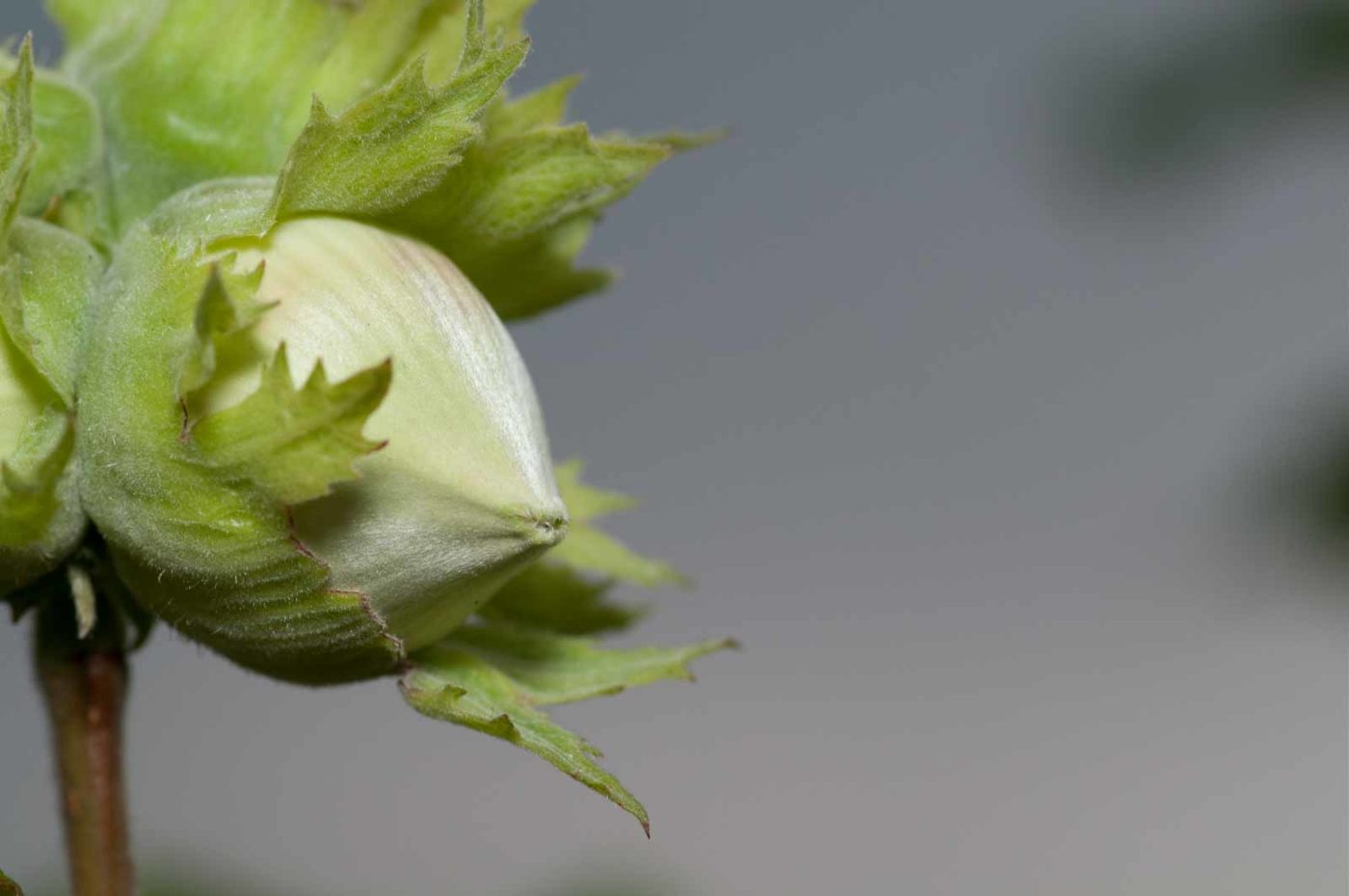 2019-02-26 - NSG Resser Wald und Emscherbruch