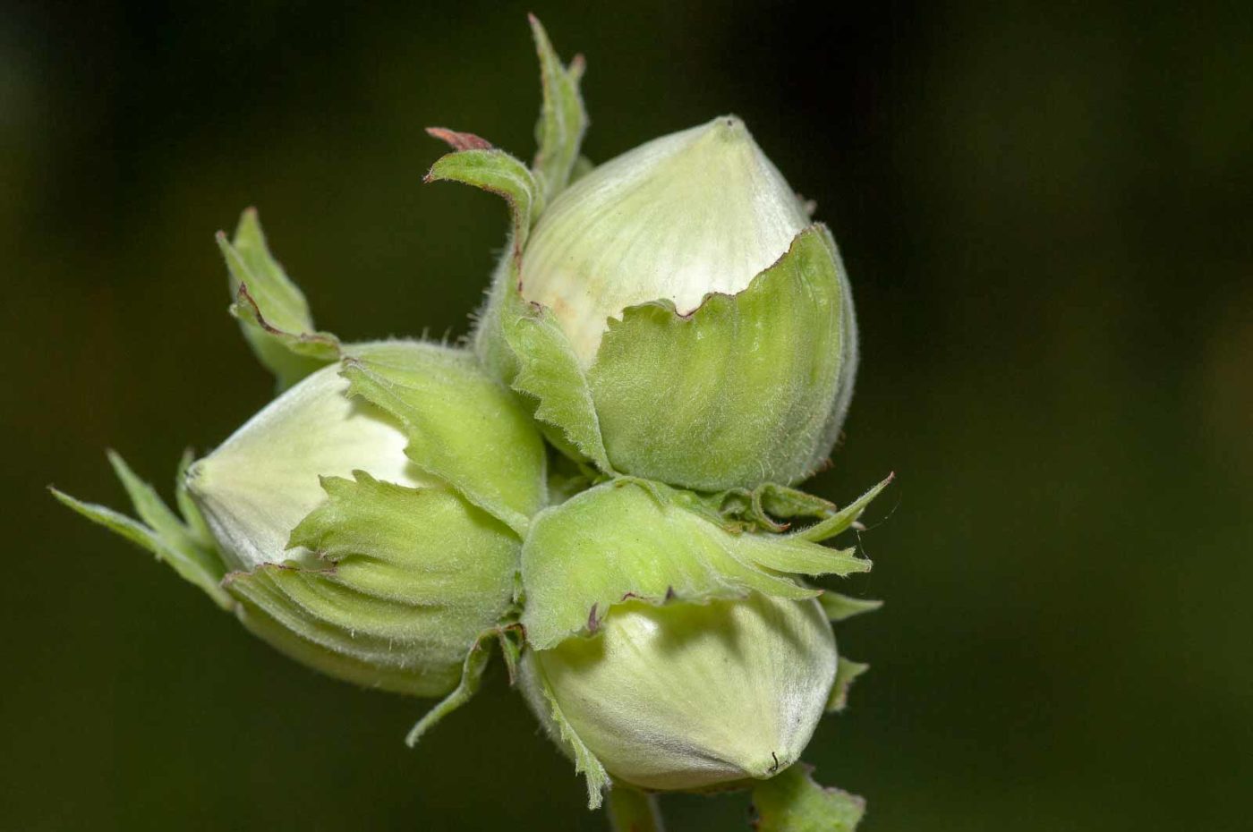 2019-02-26 - NSG Resser Wald und Emscherbruch