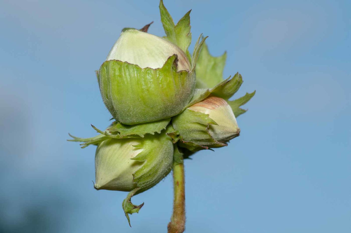 2019-02-26 - NSG Resser Wald und Emscherbruch