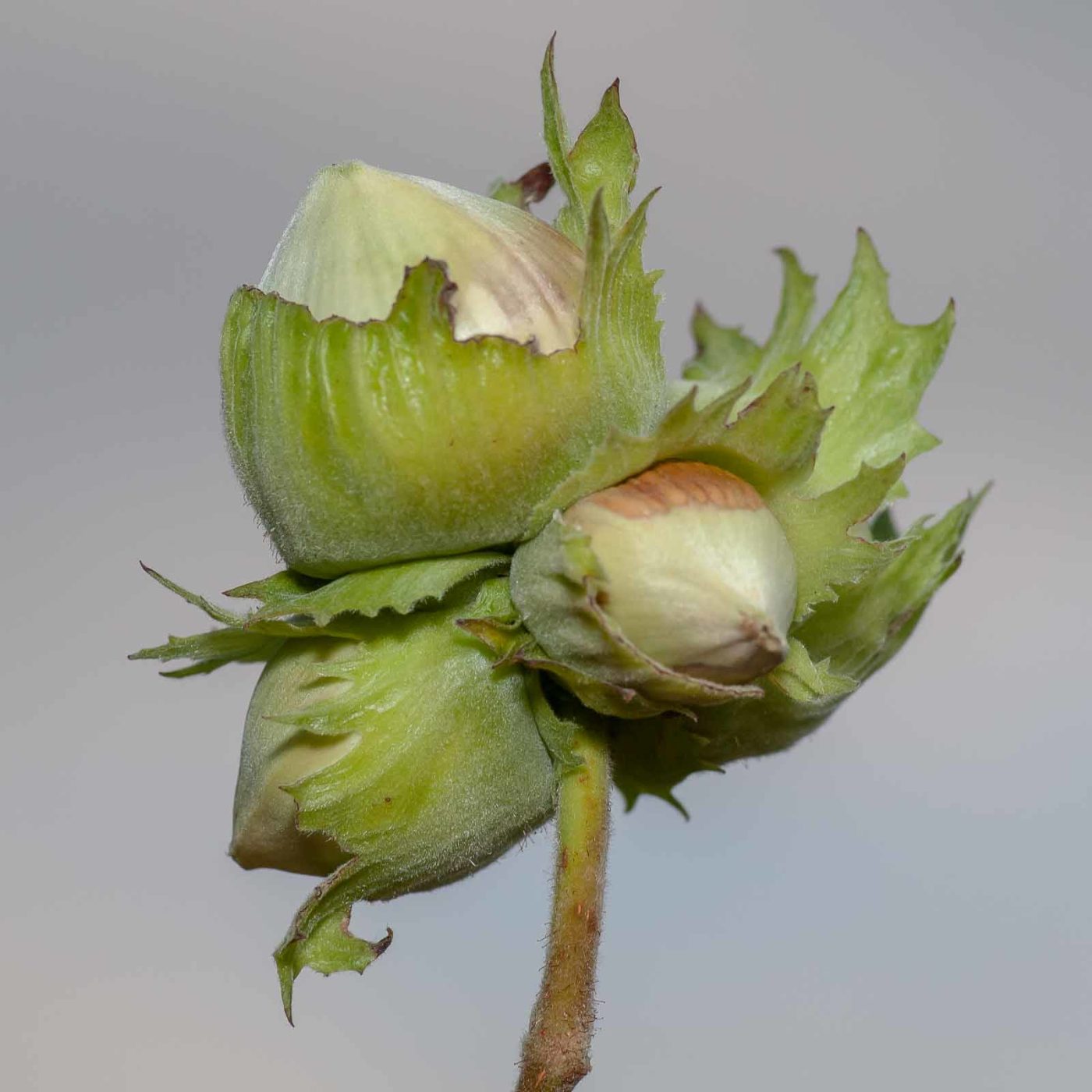 2019-02-26 - NSG Resser Wald und Emscherbruch