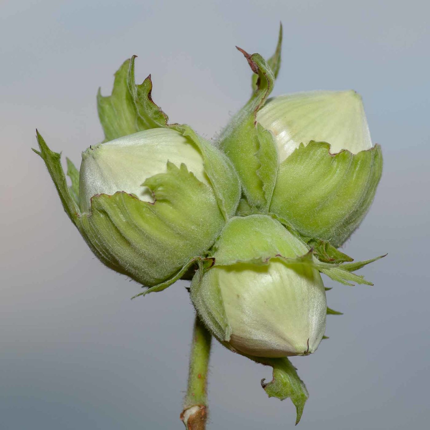 2019-02-26 - NSG Resser Wald und Emscherbruch