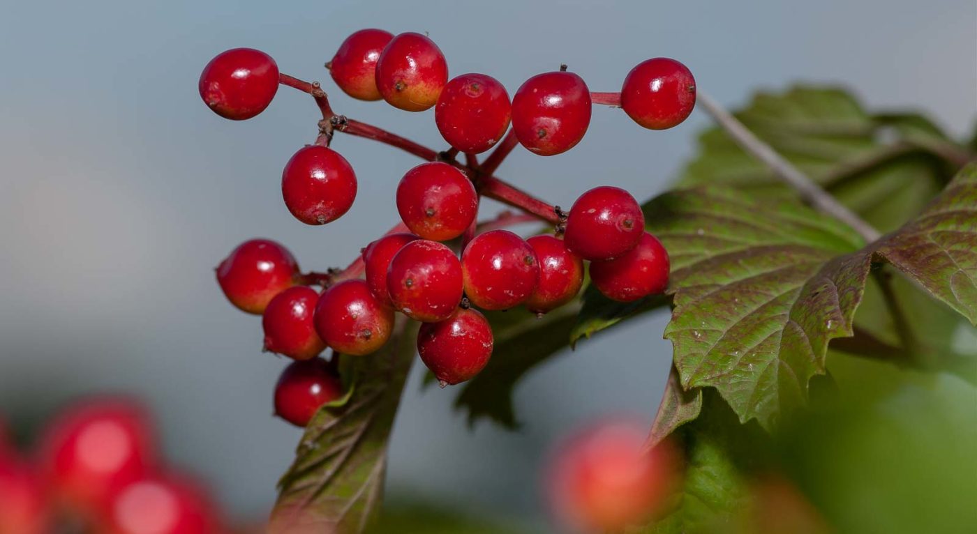 2019-02-26 - NSG Resser Wald und Emscherbruch