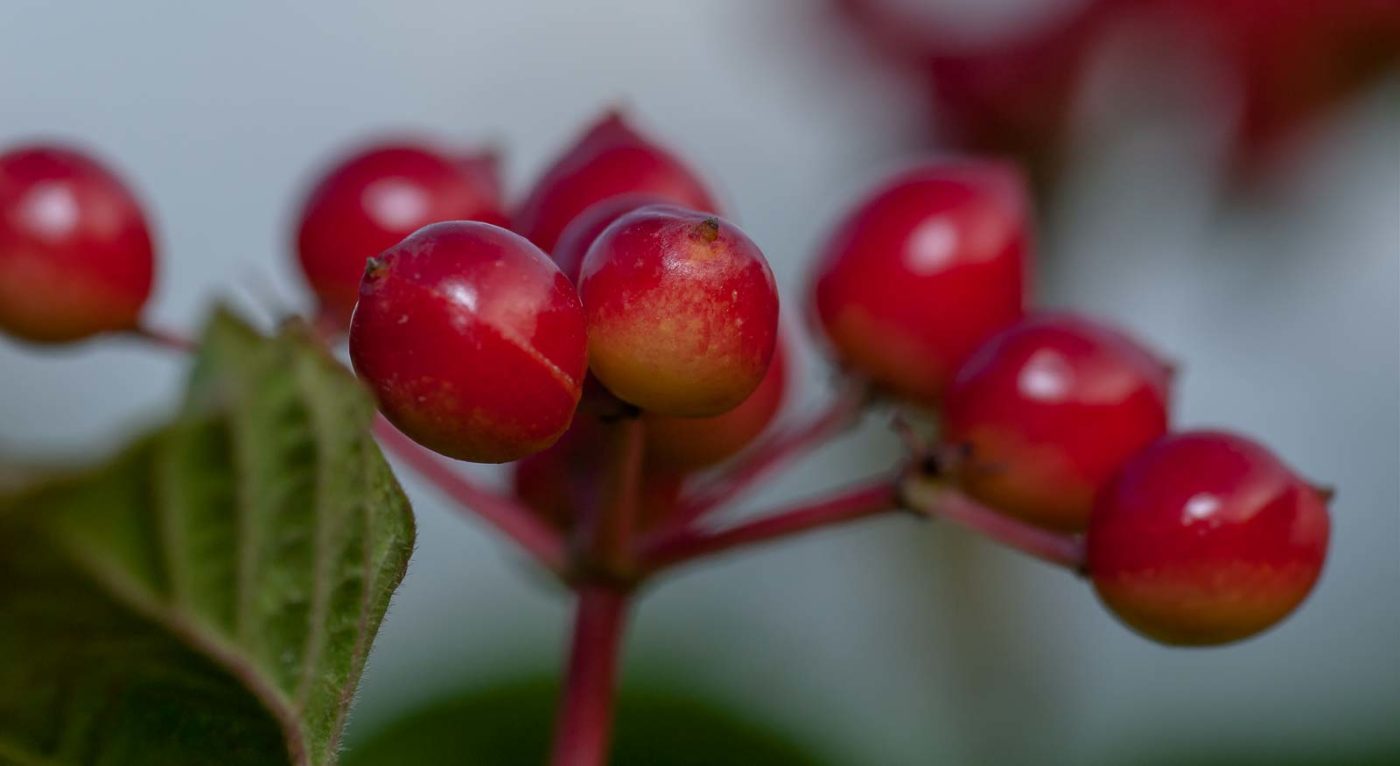 2019-02-26 - NSG Resser Wald und Emscherbruch