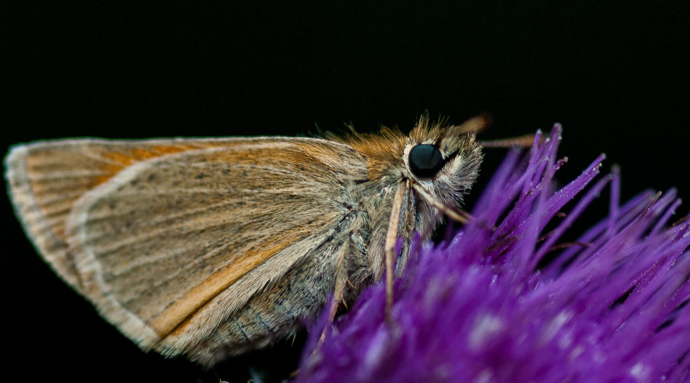 2019-02-26 - NSG Resser Wald und Emscherbruch