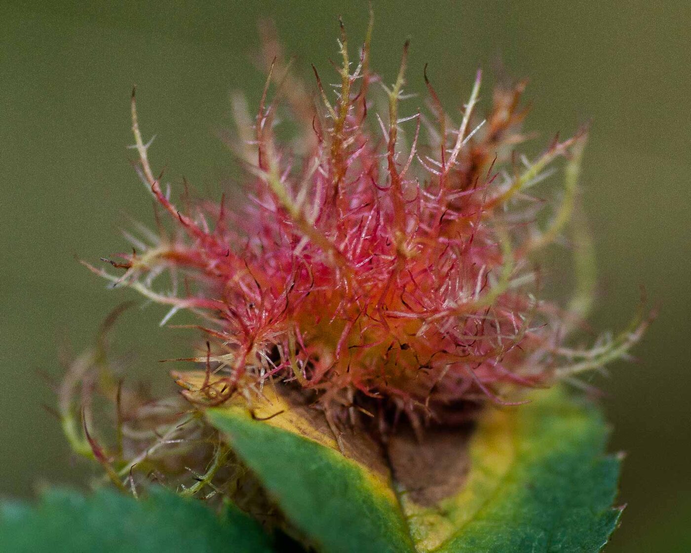 2019-02-26 - NSG Resser Wald und Emscherbruch