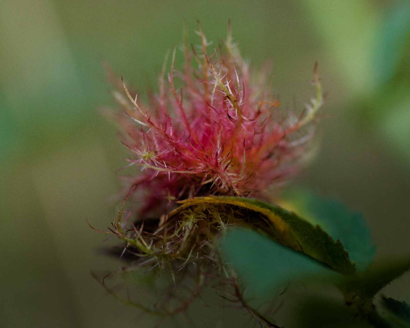 2019-02-26 - NSG Resser Wald und Emscherbruch