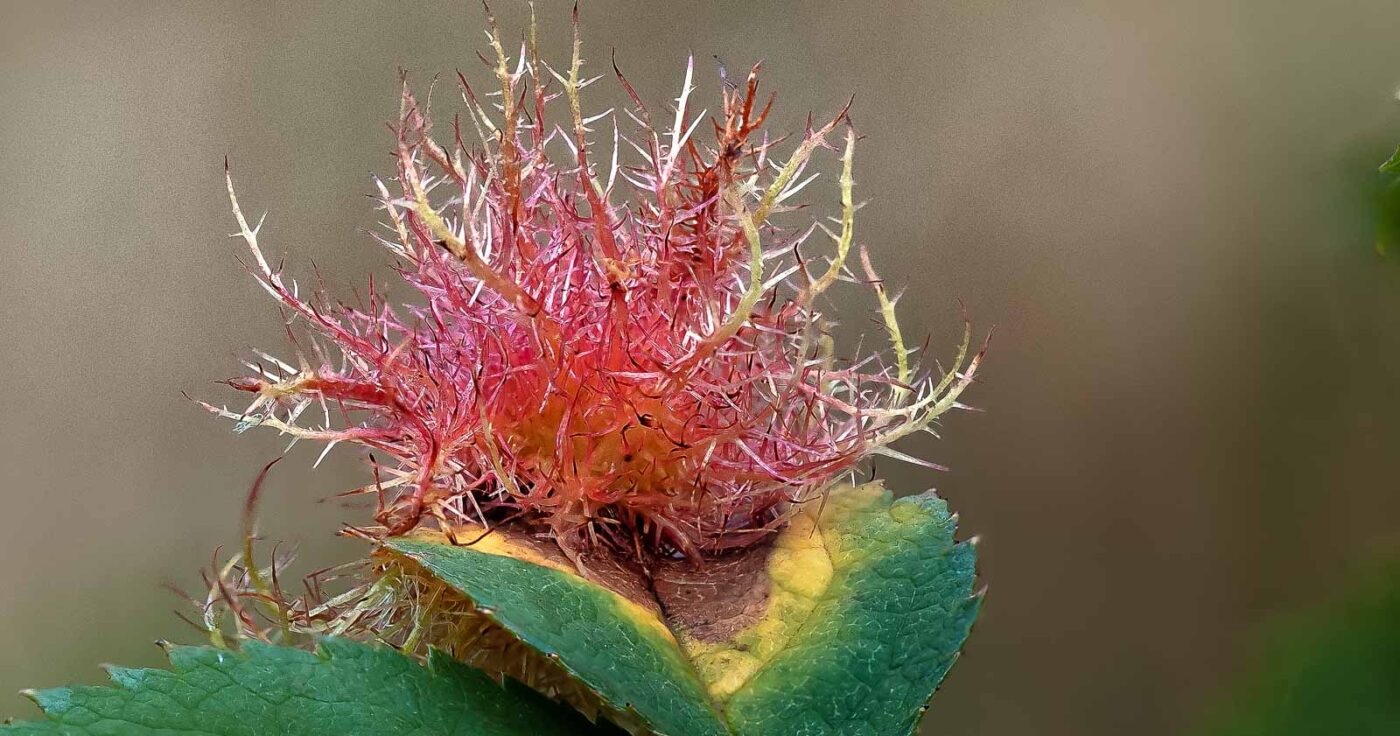 2019-02-26 - NSG Resser Wald und Emscherbruch