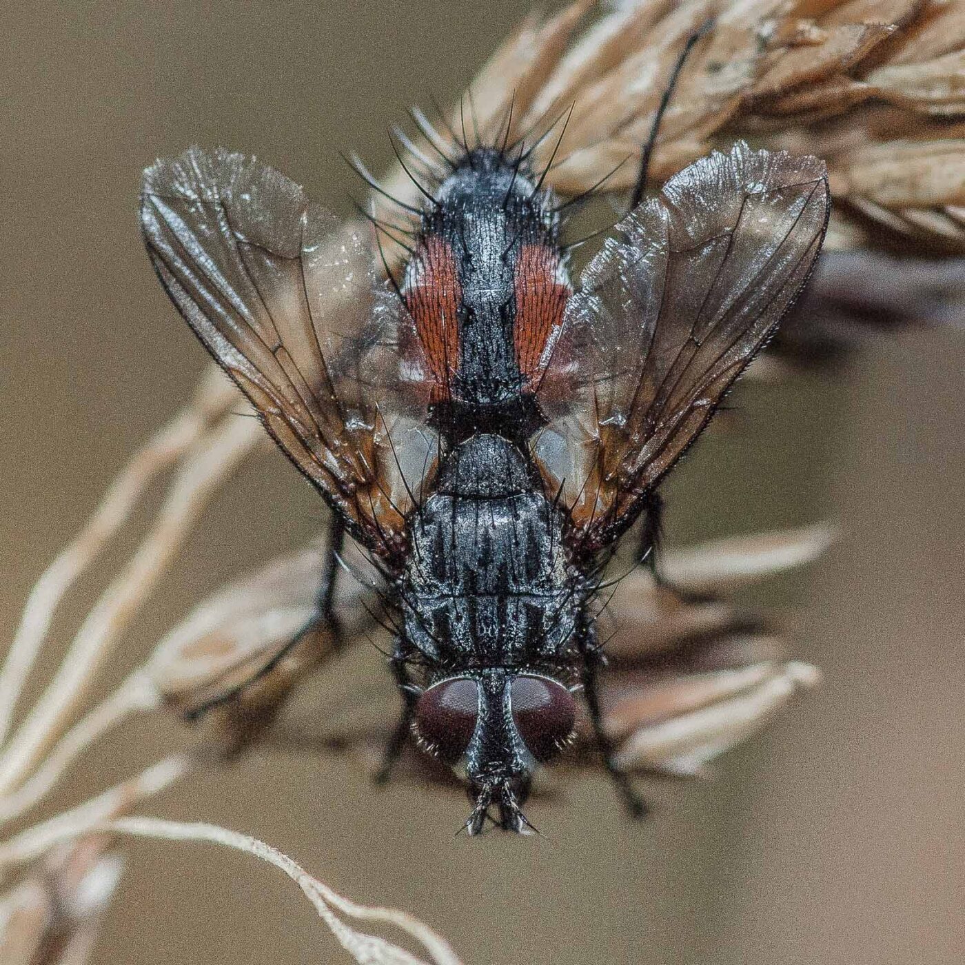 2019-02-26 - NSG Resser Wald und Emscherbruch