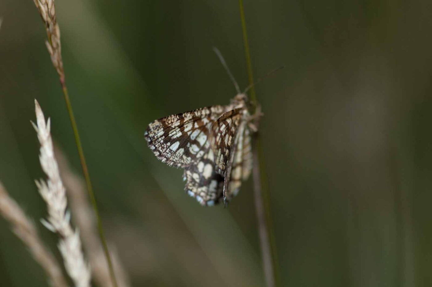 2019-02-26 - NSG Resser Wald und Emscherbruch