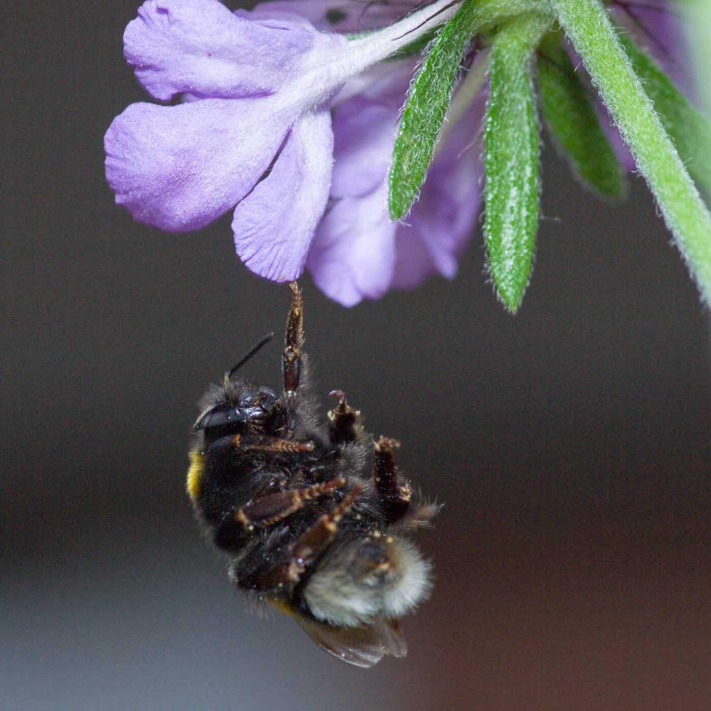 2019-07-17 - NSG Resser Wald und Emscherbruch