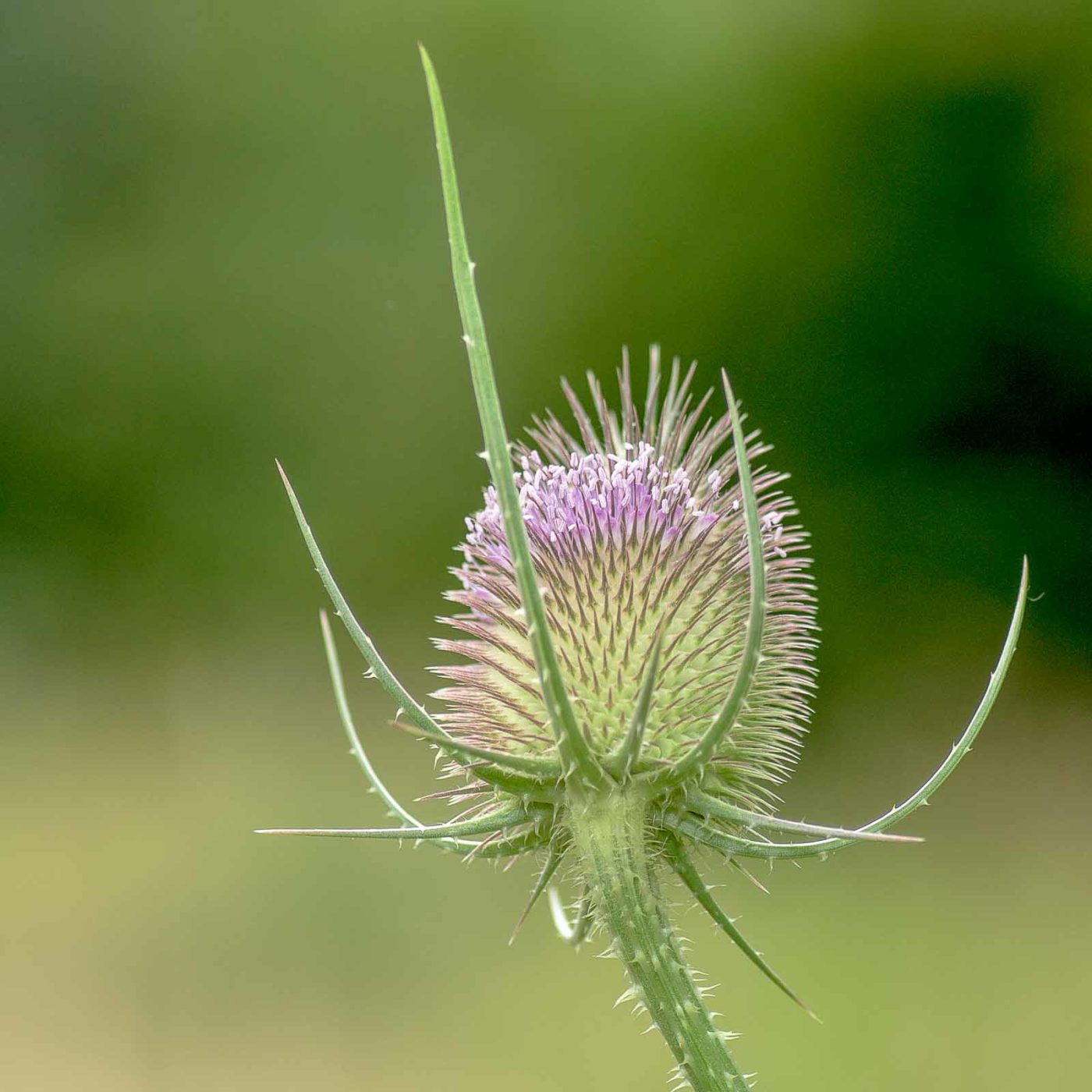 2019-07-17 - NSG Resser Wald und Emscherbruch