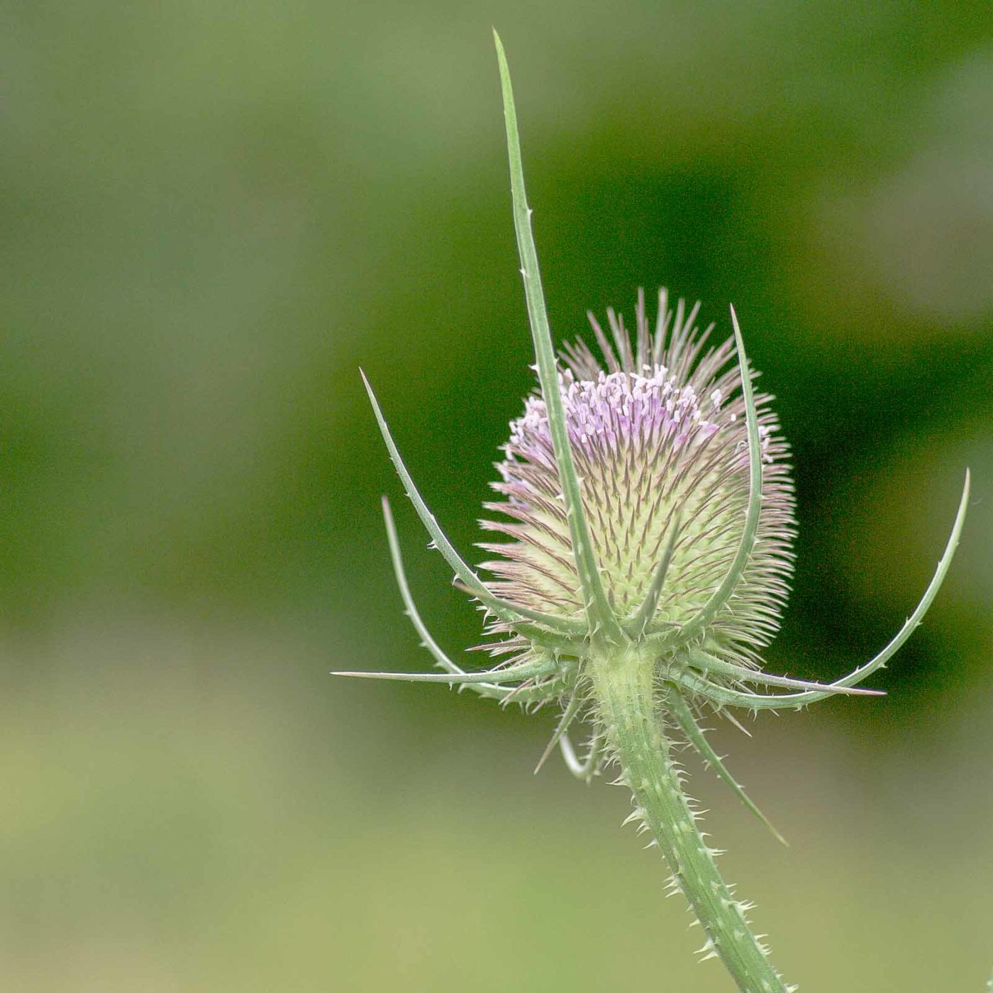 2019-07-17 - NSG Resser Wald und Emscherbruch