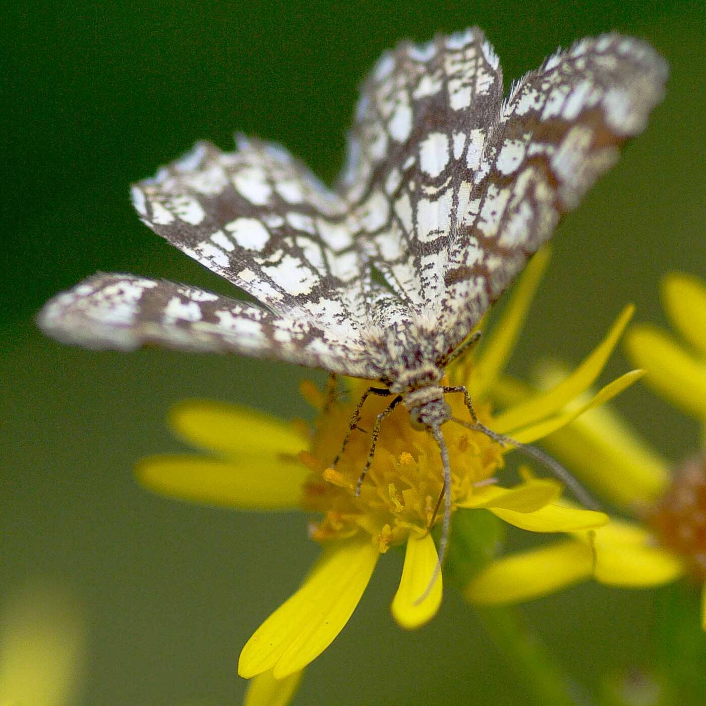 2019-07-17 - NSG Resser Wald und Emscherbruch