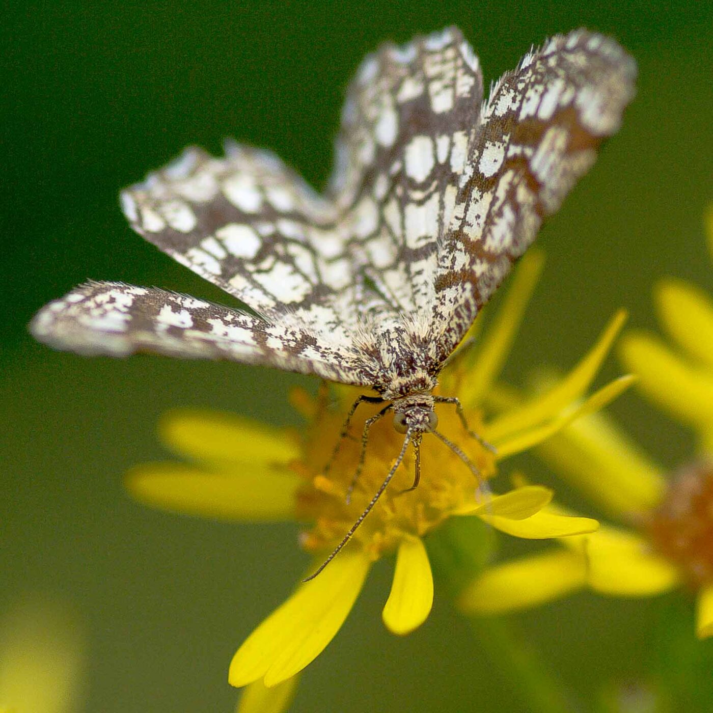 2019-07-17 - NSG Resser Wald und Emscherbruch