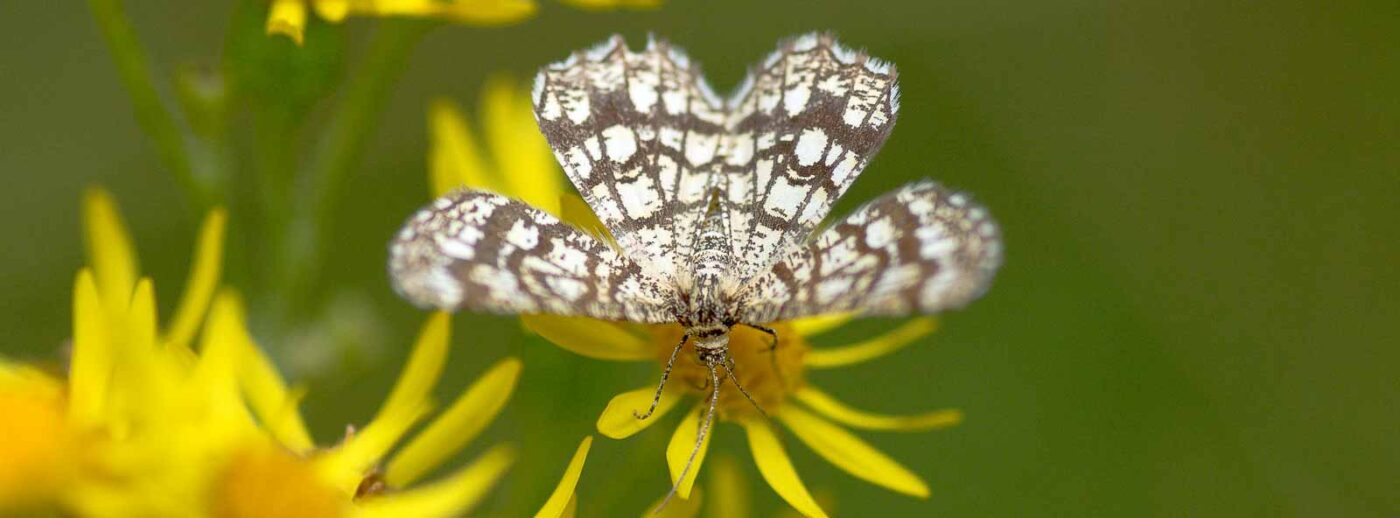 2019-07-17 - NSG Resser Wald und Emscherbruch