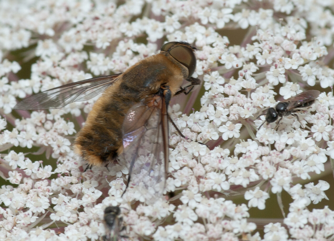 2019-07-17 - NSG Resser Wald und Emscherbruch