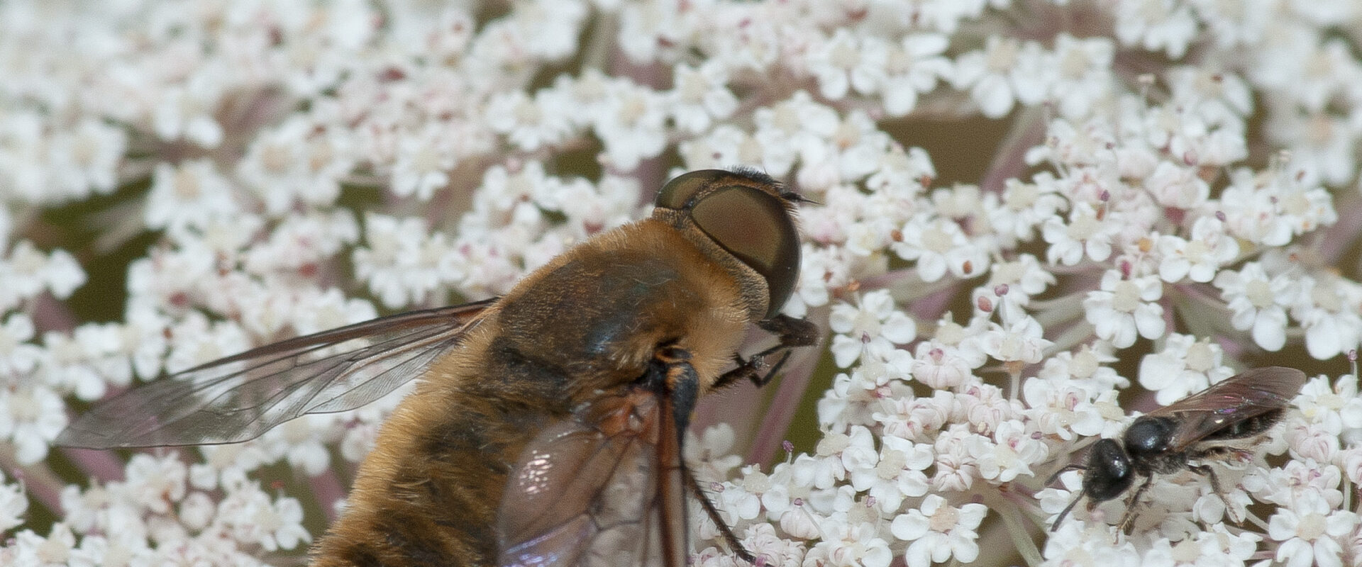 °hottentottenfliege°