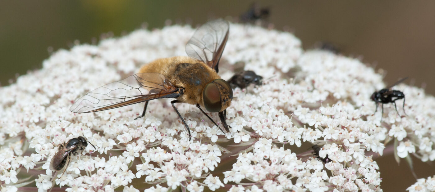 2019-07-17 - NSG Resser Wald und Emscherbruch