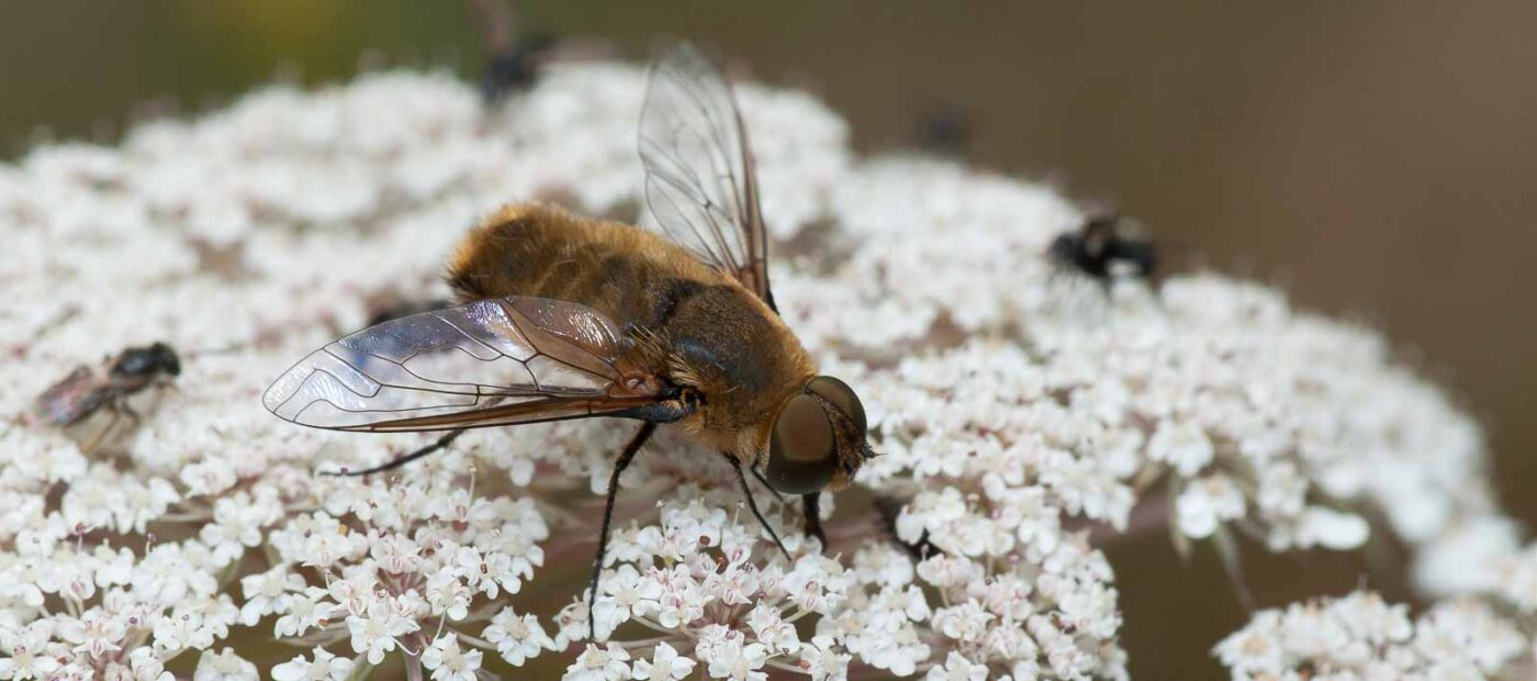 2019-07-17 - NSG Resser Wald und Emscherbruch