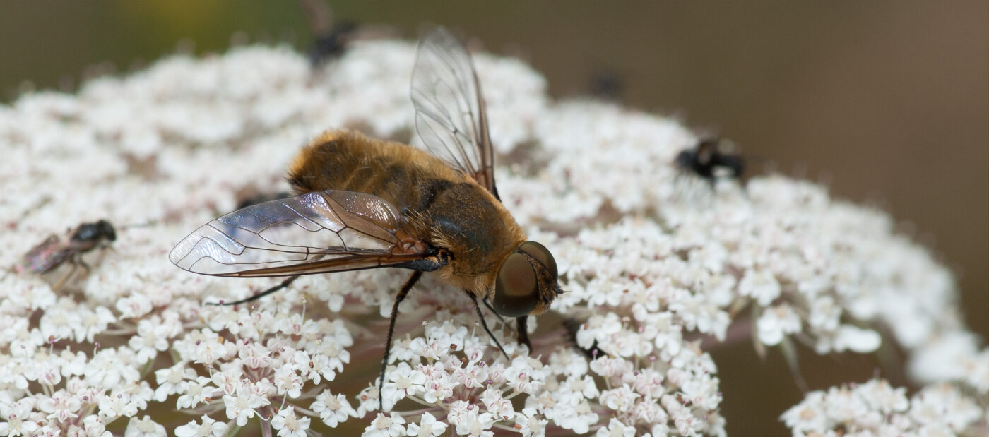 2019-07-17 - NSG Resser Wald und Emscherbruch