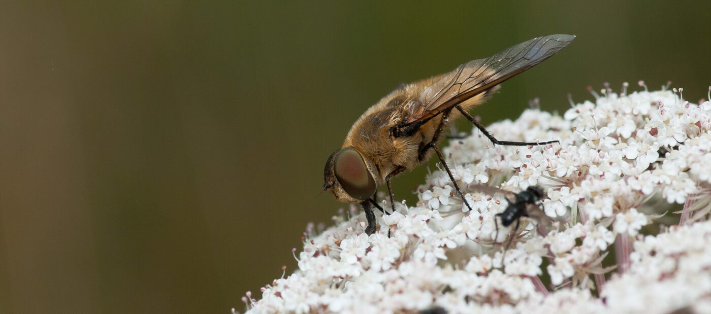 2019-07-17 - NSG Resser Wald und Emscherbruch